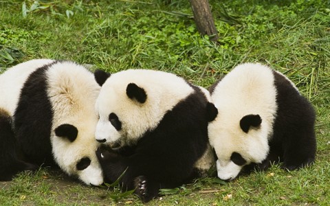 熊猫家庭壁纸背景