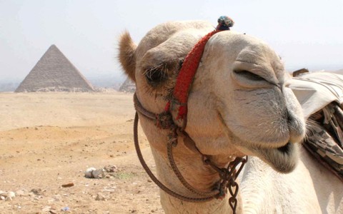 搞笑骆驼脸壁纸