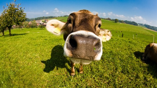 奶牛近距离高清壁纸