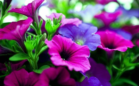粉色和紫色的花朵壁纸