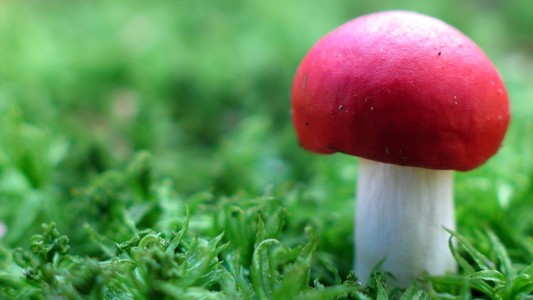 草地上的红蘑菇