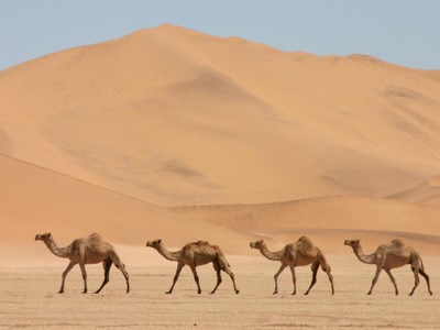 骆驼电脑壁纸照片