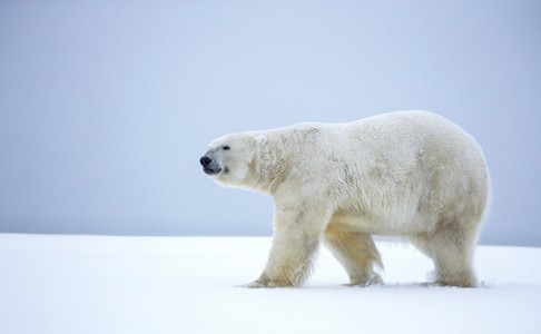 北极雪地上的北极熊