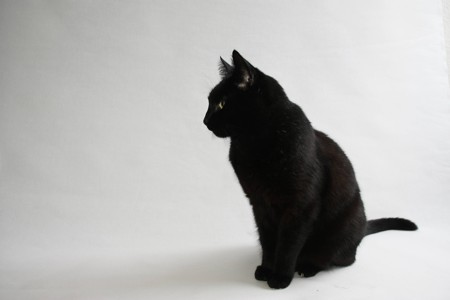 黑猫宽屏壁纸