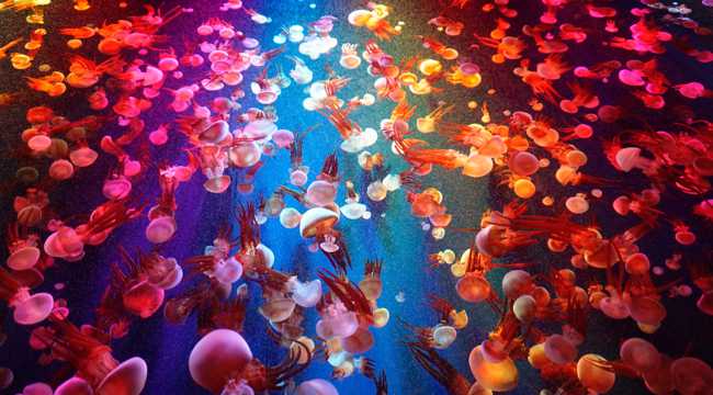 深海海底彩色水母