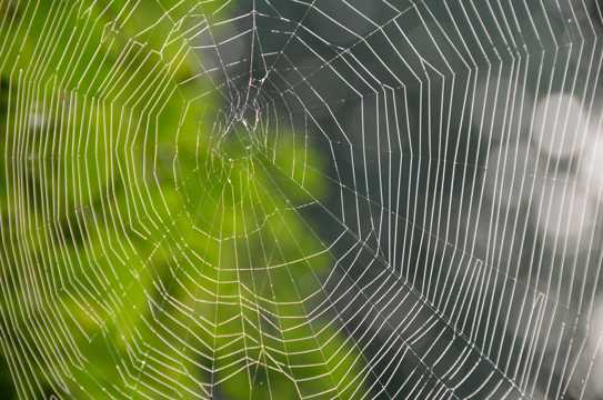 树林里的蜘蛛网图片