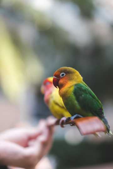 可爱的黄绿吸蜜鹦鹉图片