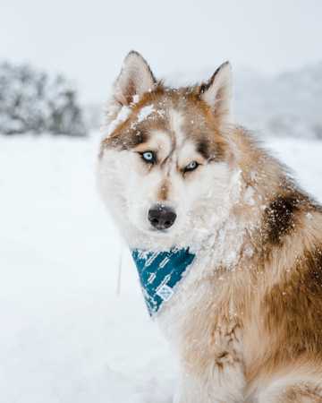 寒雪中的雪橇犬图片