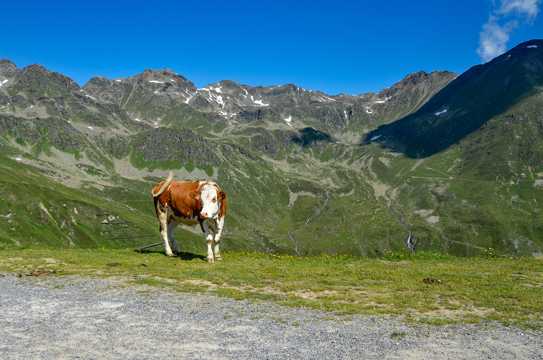 高山高原的奶牛图片