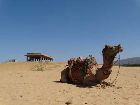 戈壁中的骆驼图片