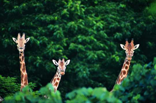 森林中的长颈鹿图片