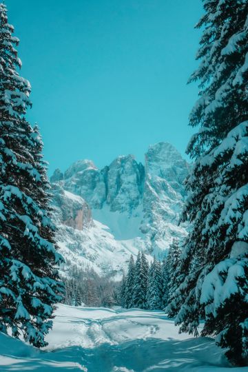 冬日雪松景色图片