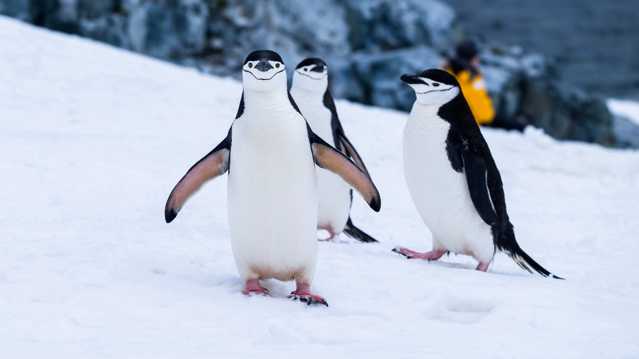 可人南极企鹅