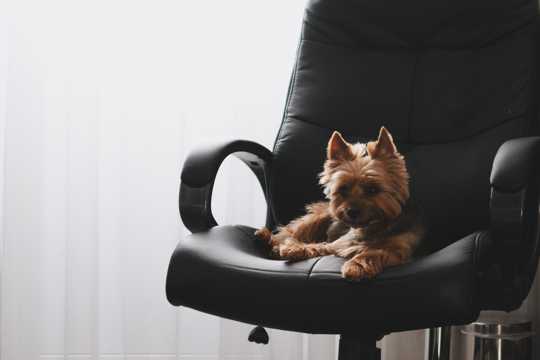 皮革扶手椅上的狗狗图片