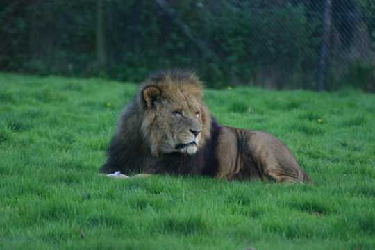 草坪上的大狮子图片