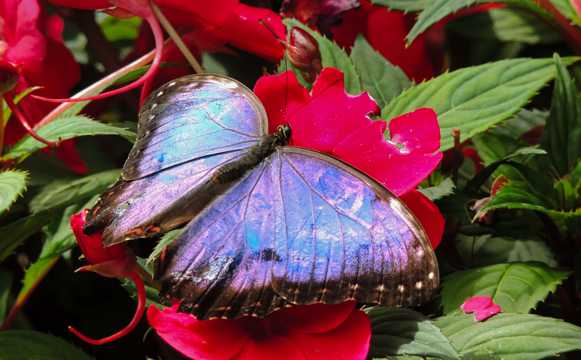 鲜花上蓝色蝴蝶图片