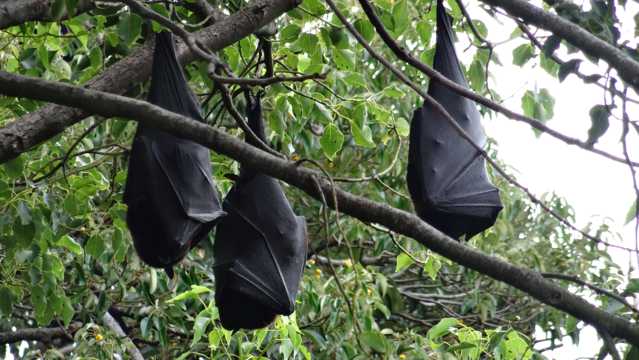 挂在树上的蝙蝠图片