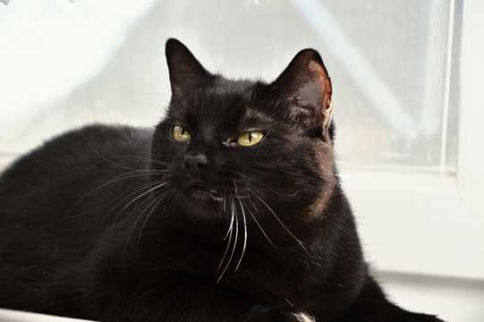 黑色的小猫图片