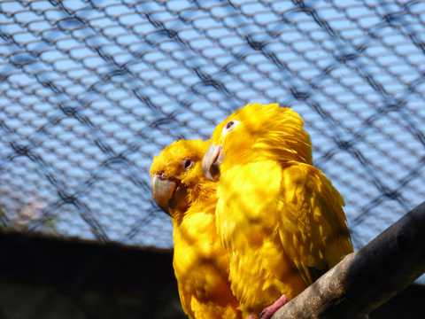 黄色的接吻鸟图片