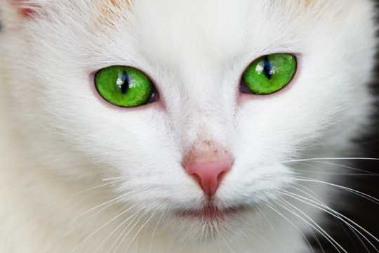 美丽的猫咪眼睛图片