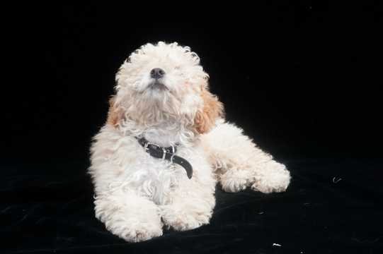 米白色的泰迪犬图片