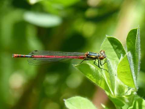 一只紅蜻蜓圖片