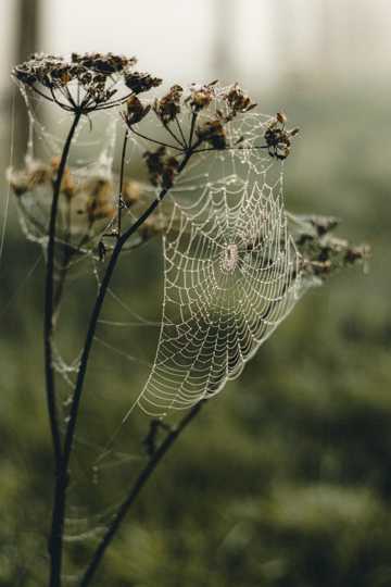 植物上的蜘蛛网图片