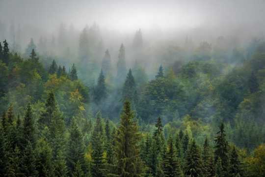 雾气缭绕的树林图片