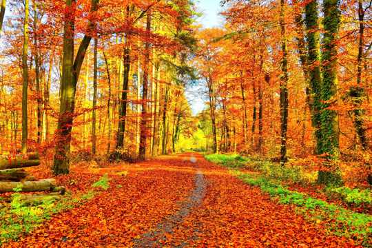 秋日的枫树林图片