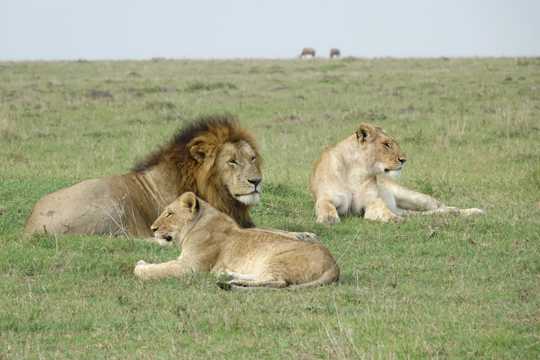 肯尼亚狮子图片