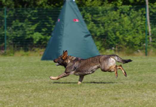 奔跑的德国牧羊犬图片