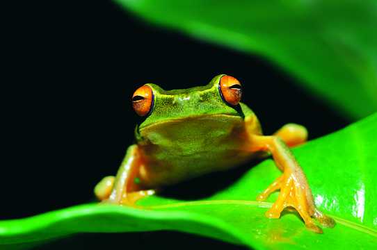 高清绿色青蛙图片