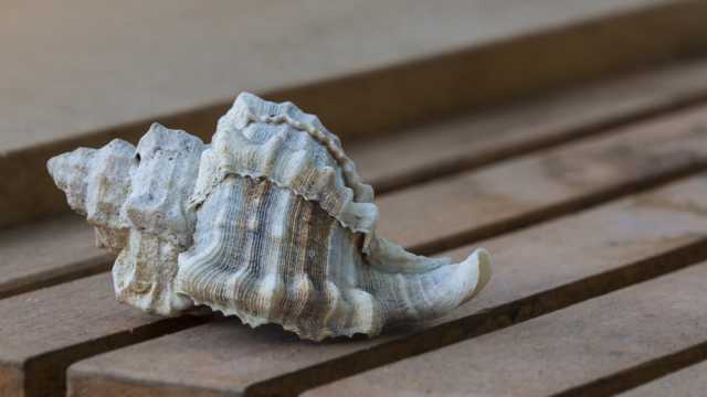 形状各异的海螺
