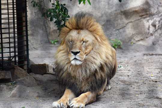 动物园里的野生狮子图片