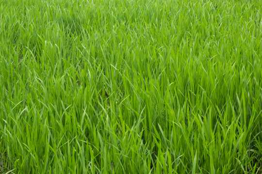绿油油的水稻图片