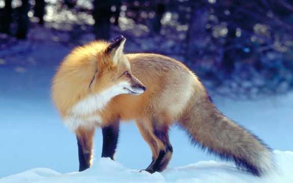 雪地中的狐狸