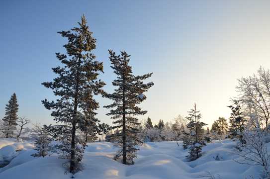 白雪树木光景图片
