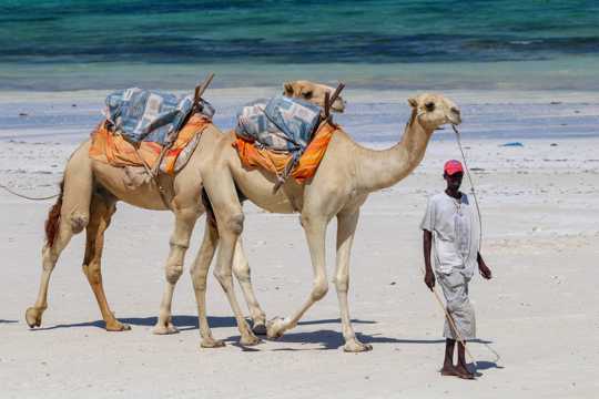 行走的骆驼图片