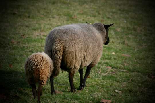 草地上的两只绵羊图片