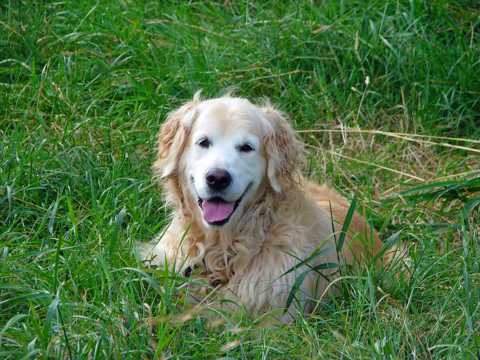 草地上的金毛犬图片