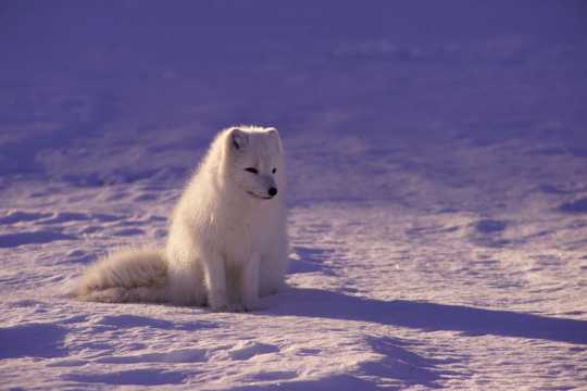 在雪地上的北极狼图片