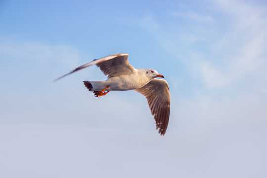 飞行的海鸥图片