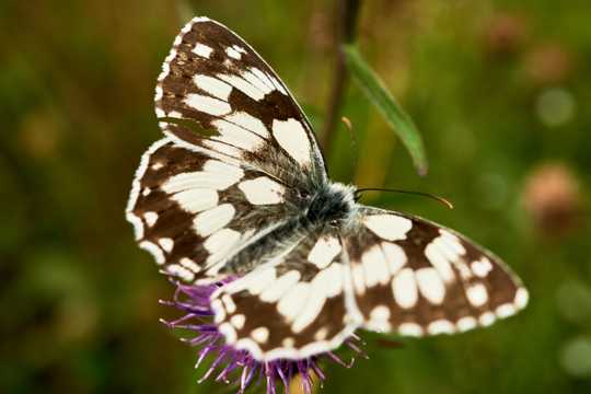 白色格纹的蝴蝶图片