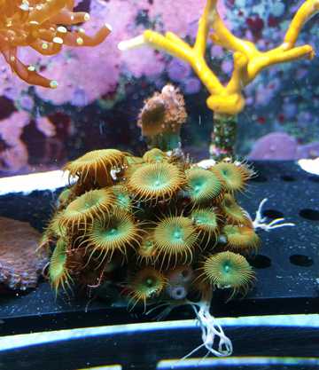 水族馆里的珊瑚图片