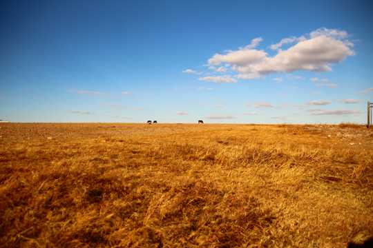内蒙古呼伦贝尔大草原秋色景物图片