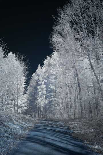 冬日丛林雾凇景物图片