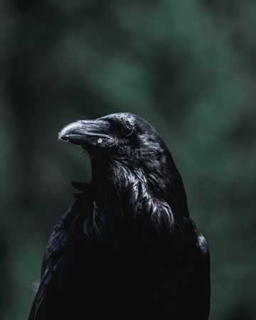 黑色乌鸦图片