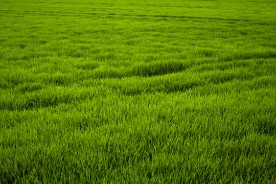 绿色稻田光景图片
