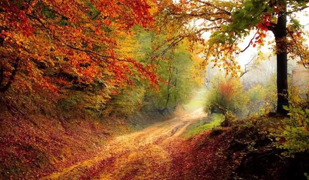 秋日树林景观图片