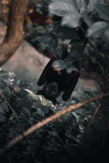 挂在树枝上的黑蝙蝠图片